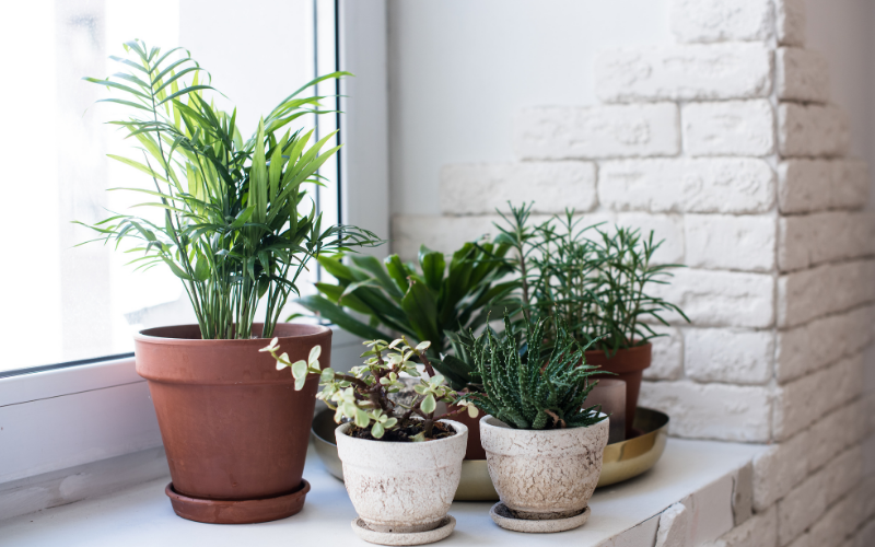 Houseplants in pots sat on a window sill