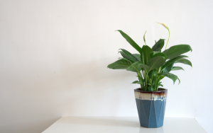 Peace Lily, a houseplant on a table