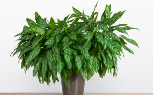 Chinese Evergreen a type of houseplant